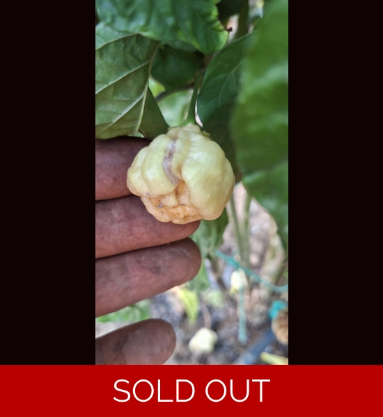 PURPLE GHOST SCORPION PEACH (10+seeds)